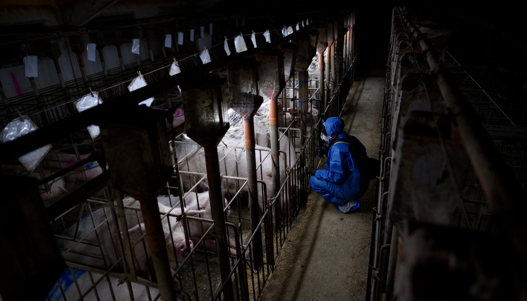 Xiana Castro, investigadora en granjas de cerdos